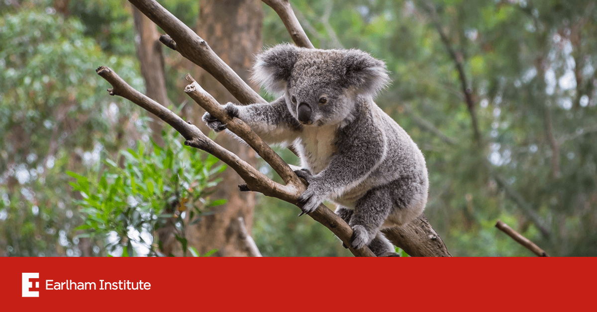 Adaptation and conservation insights from the koala genome