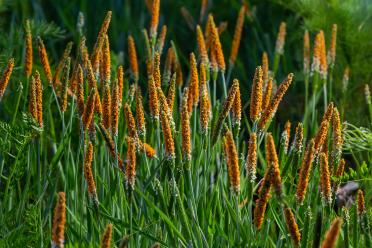 Orange Foxtail Grass