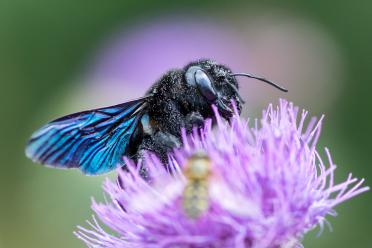 Macro photograph of a violet carpenter bee, with a dark body and electric blue wings