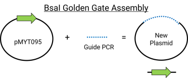 Diagram showing the original plasmid plus the guide PCR resulting in the new plasmid
