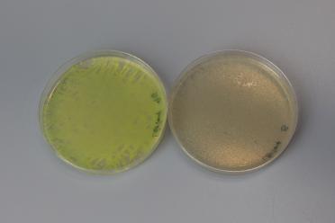 Two petri dishes, the left shows an unsuccessful assembly as a bright yellow colour, and the right shows a successful assembly as a golden cream colour.