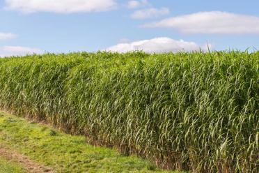 Saving climate with grass miscanthus