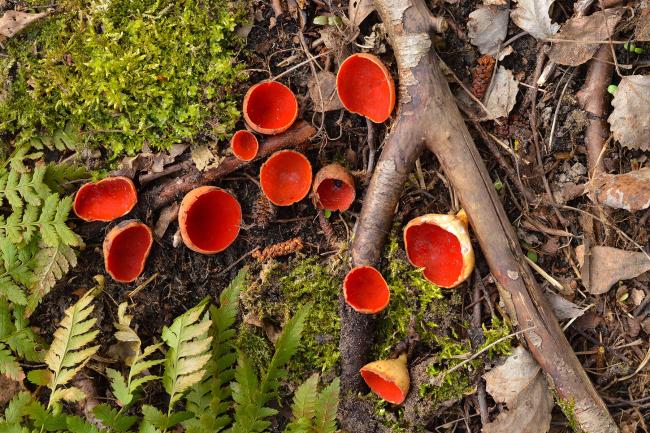 Image of fungi called Scarlet Elf Cup - small bright bred cup-shaped fungi growing amongs leaves and debri on the floor