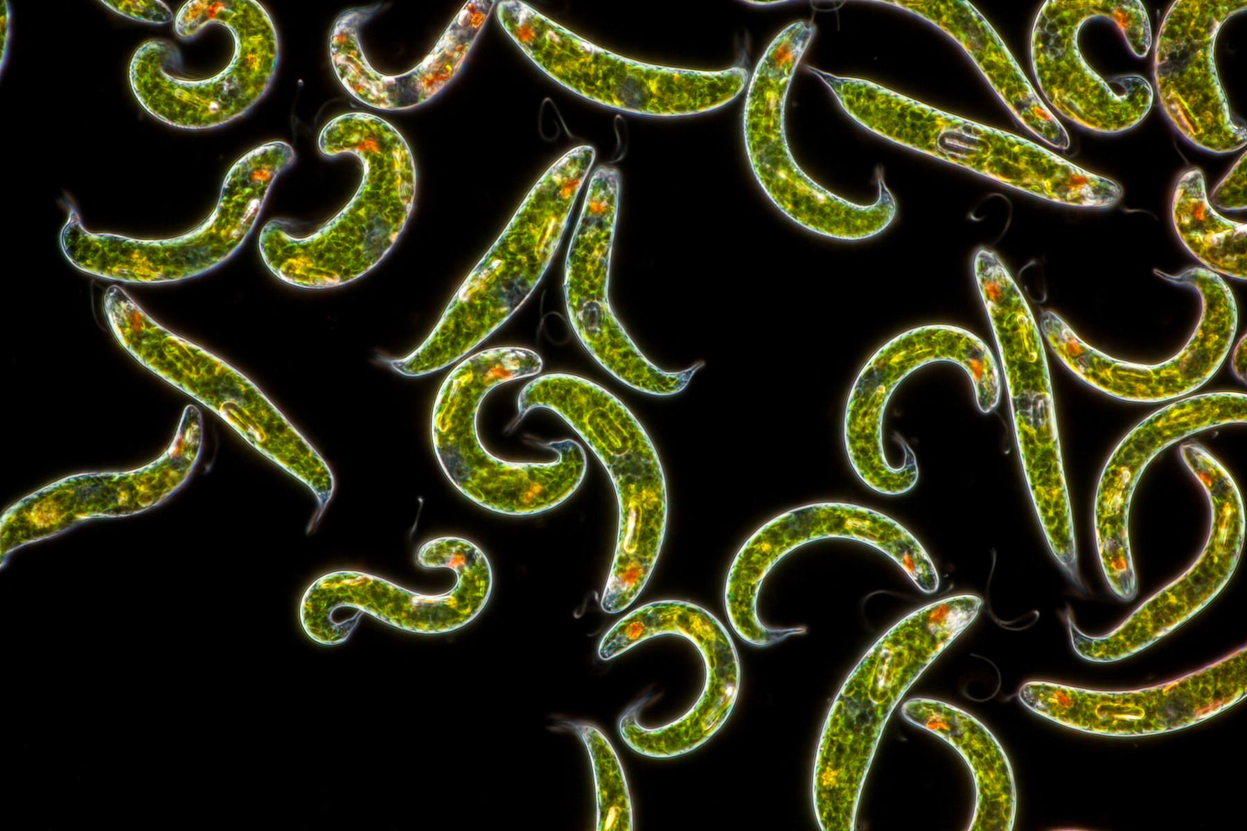 Euglena Gracilis Earlham Institute