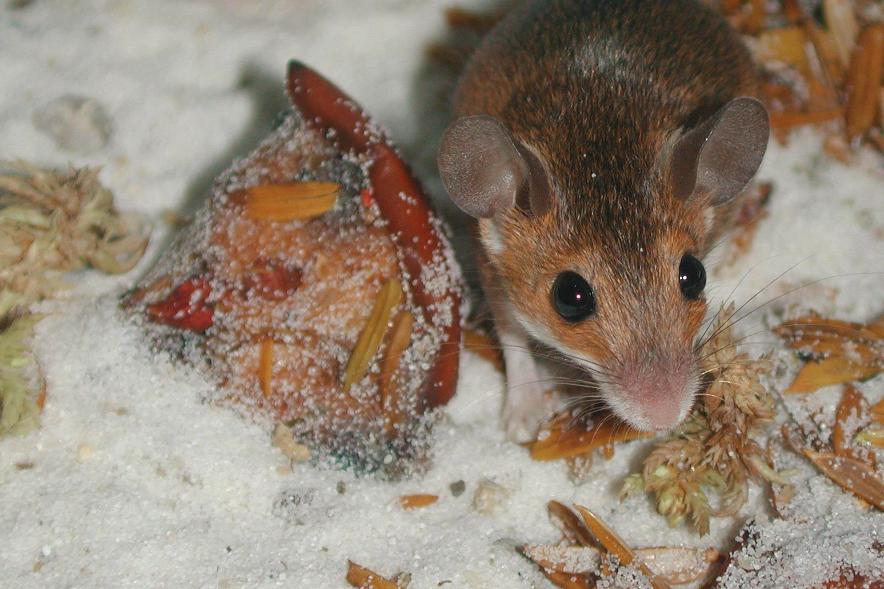 african pygmy mouse