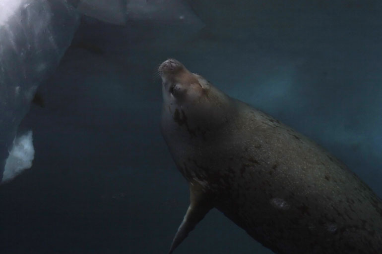 The miRNA driving the Weddell Seal’s incredible deep diving ability