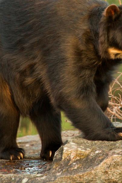 Saving the spectacled bear of deepest darkest Colombia Earlham