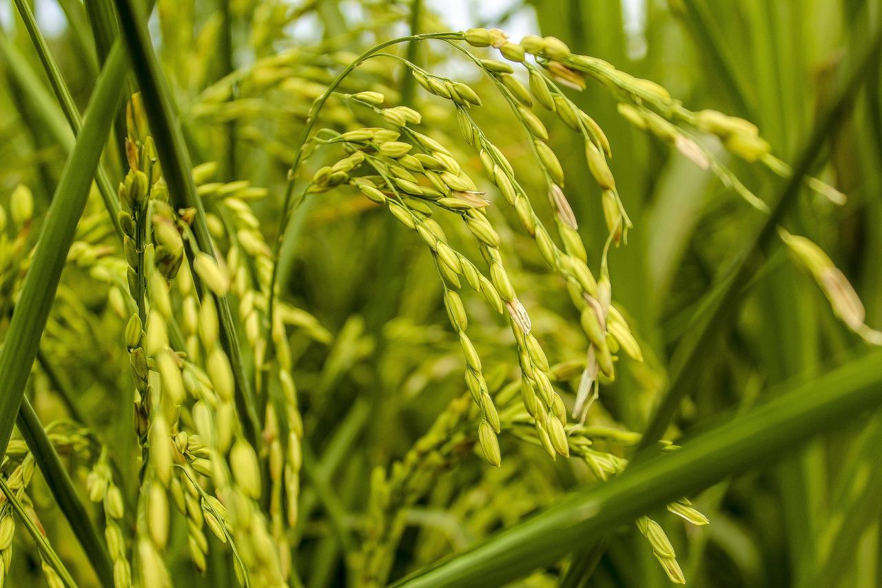 Close up image of rice plant