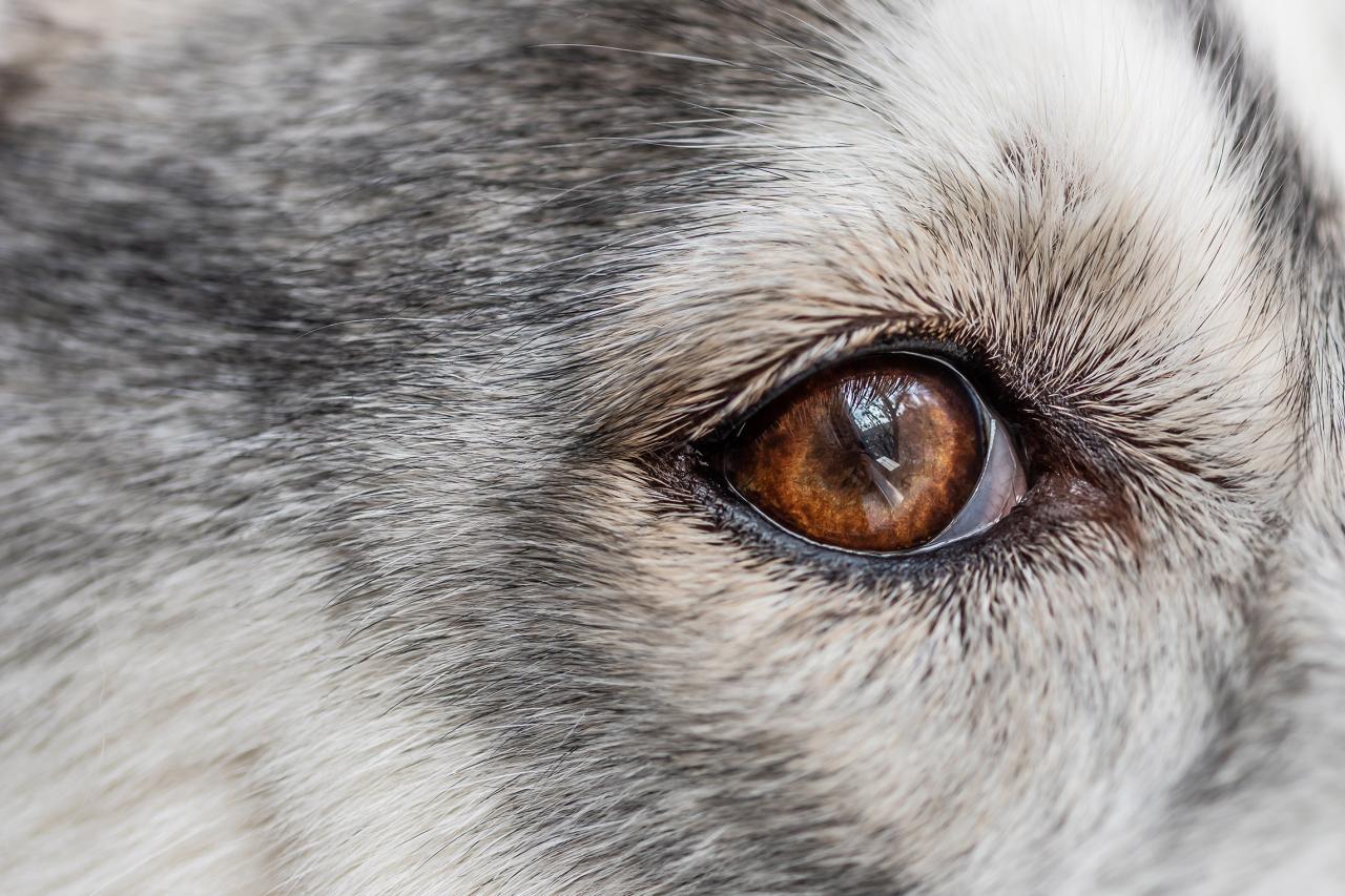 Macro photograph of a husky dog eye