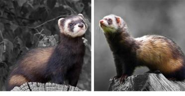 European hot sale polecat ferret