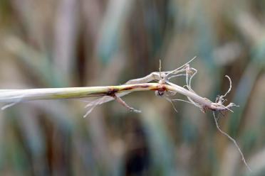 The root of a wheat stalk infected with the take-all pathogen