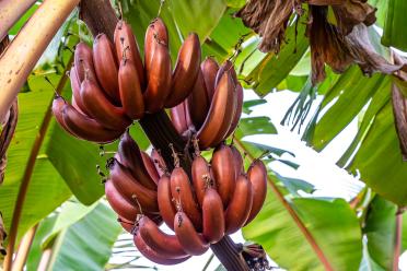 Red bananas growing on a banana plant