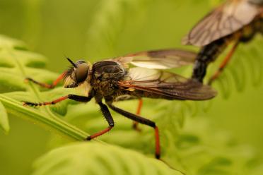 Hornet Robberfly