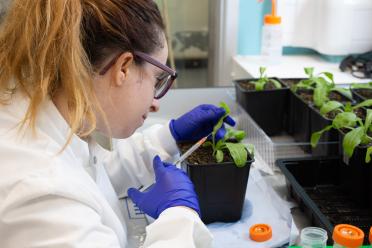 PhD researcher Daria Golubova working in the lab on young calendula plants