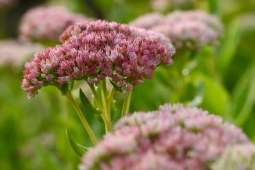 Close up of Eupatorium 