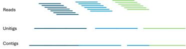 Figure 3. Showing how reads are assembled to unitigs, which are then assembled into contigs. Each step increases the contiguity, but only reads and unitigs are haplotype specific. 