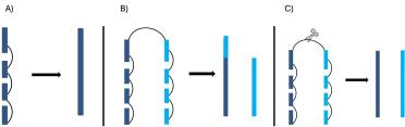 Figure 4 OmniC helps scaffolders by identifying unitigs that are linked (A). however sometimes there are links between unitigs that may be close in the 3D space of the nucleus but are actually from different locations in the genome - these links can confuse the scaffolder and lead to scaffolding errors (B). Pruning (C) removes these unhelpful links.