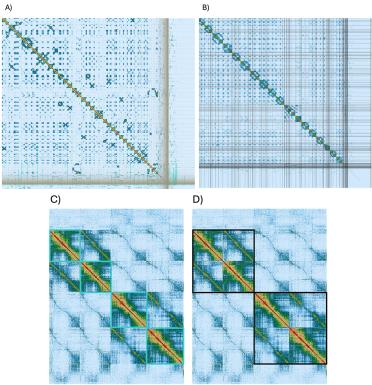 Figure 6 PreText viewer images of (A) the genome assembly before and (B) after manual curation.  Division by chromosome is clear (C – outlined in turquoise) as is the division but sub genome (D – outlined in black) 