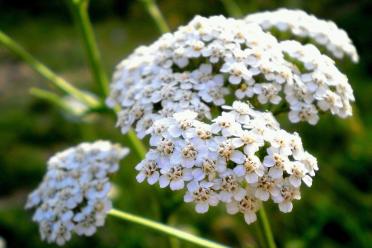 Close up photo of common Yarrow plant