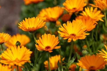 Close up of Calendula Officinalis