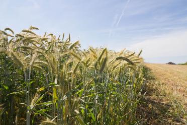 Close up of wheat affected by rust in a crop field