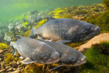 Close up of arctic char swimming in clear waters