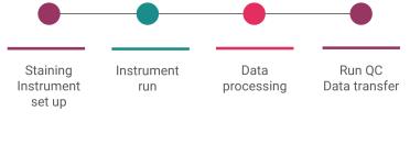 Illustration of the 'run day' workflow, from staining instrument set up, to instrument run, data processing, and finally QC data transfer.