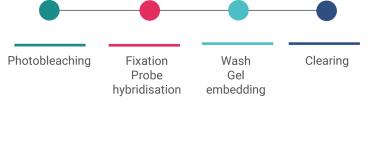 Illustration of the slide prep, from photobleaching, to fixation on the probe hybridisation, wash gel embedding and finally clearing.