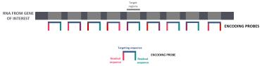 Illustration demonstrating the RNA from gene of interest and the encoding probes