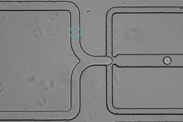 Screenshot showing the encapsulation process of a single microbial cell