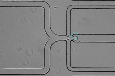 Screenshot showing the encapuslation process of a single microbial cell - the cell moves through the machine