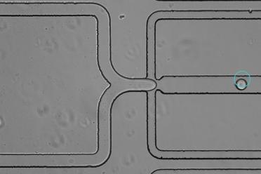 Screenshot showing the encapuslation process of a single microbial cell - the cell has been encapsulated in a medium