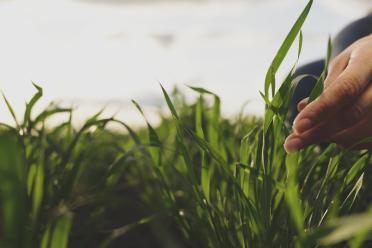 Hand holding young wheat crops