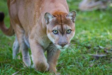 Conservation genomics panther