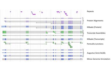 Genome Annotation