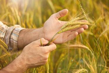 Wheat ears in hands ID145531654