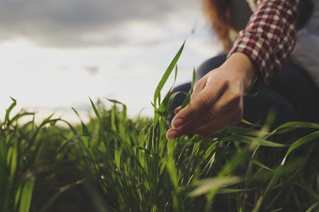 Farmer reaches down and touches young green wheat crops in a field