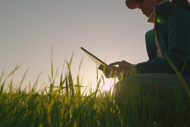 Woman crouching in a field of young wheat crops at sunset holding a digital tablet.