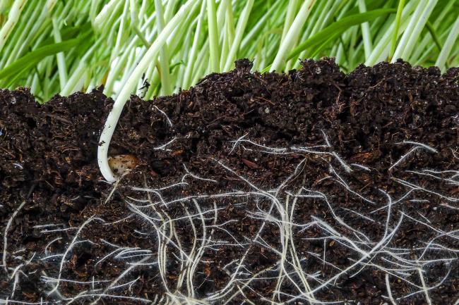 Macro photo of seedling roots in soil