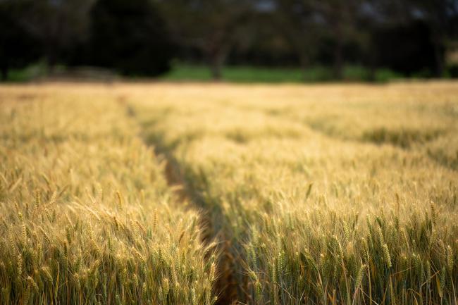 Wheat growing in field trials