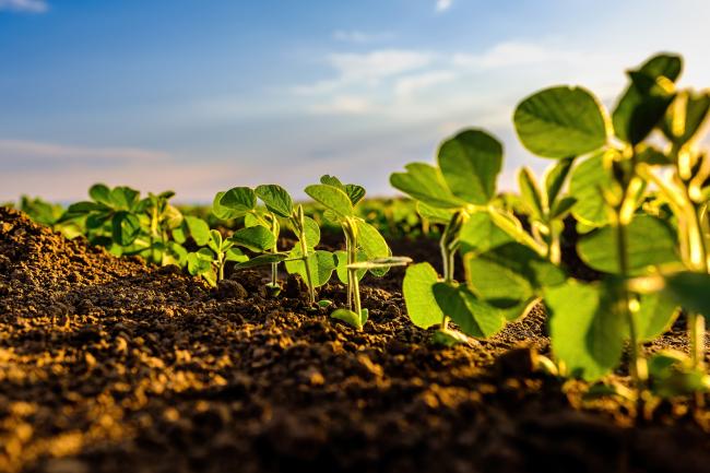 Young soybean crops in a field, photographed against low, bright light