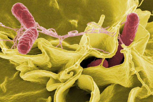 Color-enhanced scanning electron micrograph showing Salmonella Typhimurium (red) invading cultured human cells