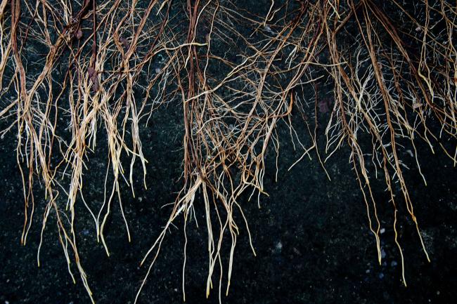 Plant roots photographed against soil