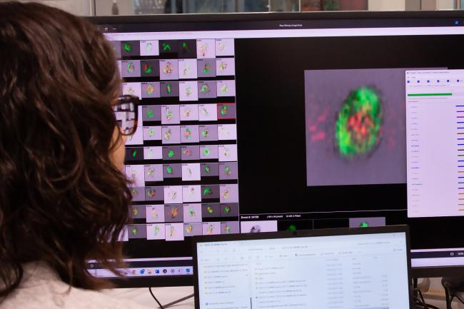 Megakaryocytes visualised from a cell sorter