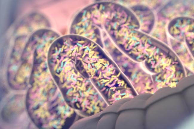 Digital illustration of the human intestinal tract with lots of different microbes inside