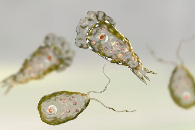 Digital image of the brain-eating amoeba Naegleria fowleri