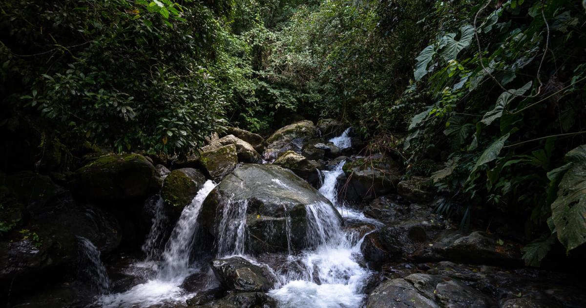 Colombia's misty mountain world's most irreplacable nature reserve, Endangered habitats